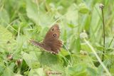 Blauaeugiger Waldportier (4)